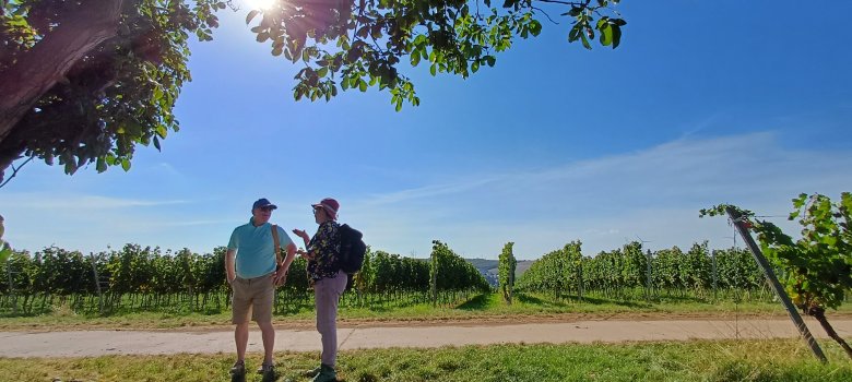 Wanderer in den Weinbergen