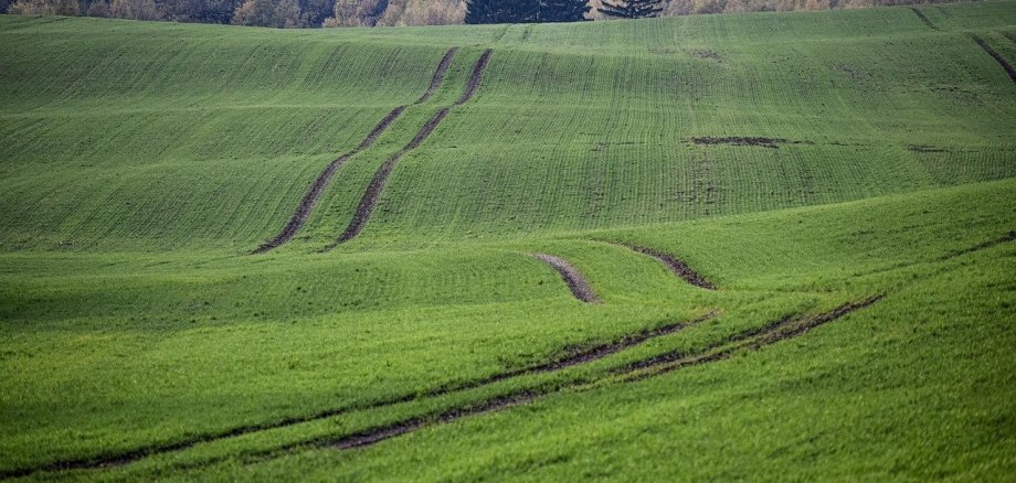 Ein großes Feld